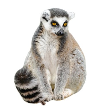 Yetişkin lemur katta (Lemur catta) beyaz arka plan üzerinde portresi