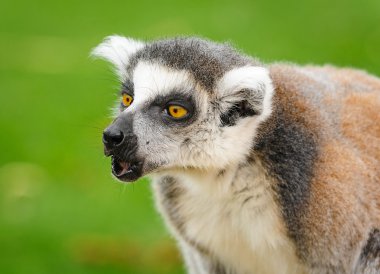 Portrait of lemur katta calling others group members clipart