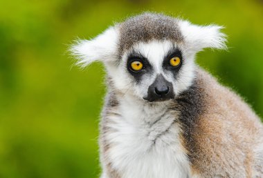 Front view portrait of young lemur katta (Lemur catta) clipart