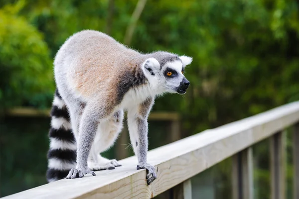 Retrato de lemur katta chamando outros membros do grupo — Fotografia de Stock