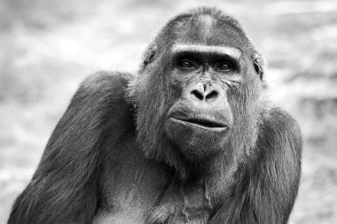 Siyah beyaz portre yetişkin bir dişi gorilin, Hollanda