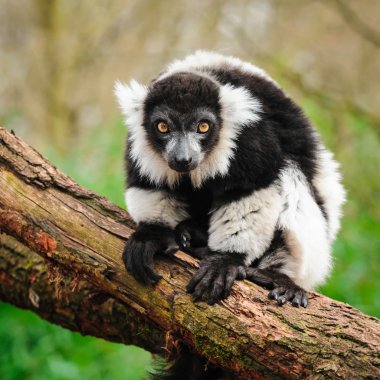 Siyah-beyaz Nomascus lemur portresi