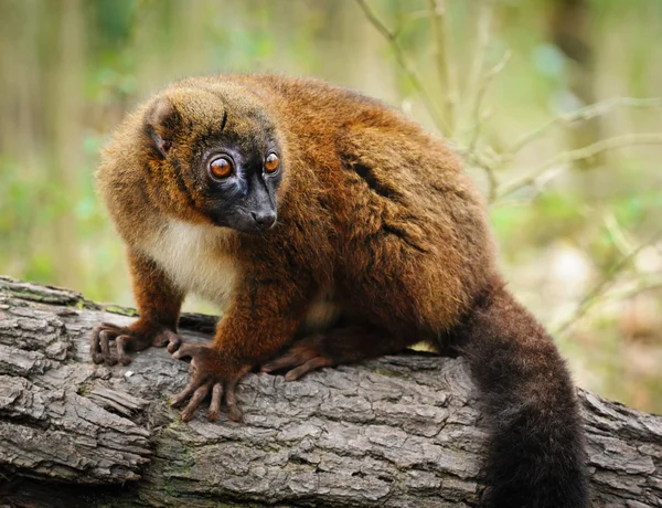 Portrét dospělých ženské lemur červený billied — Stock fotografie