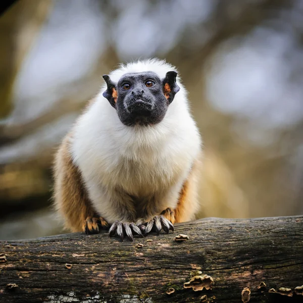 Retrato de um adulto pied tamarin — Fotografia de Stock