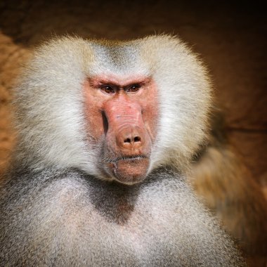 Portrait of adult male hamadryas baboon clipart