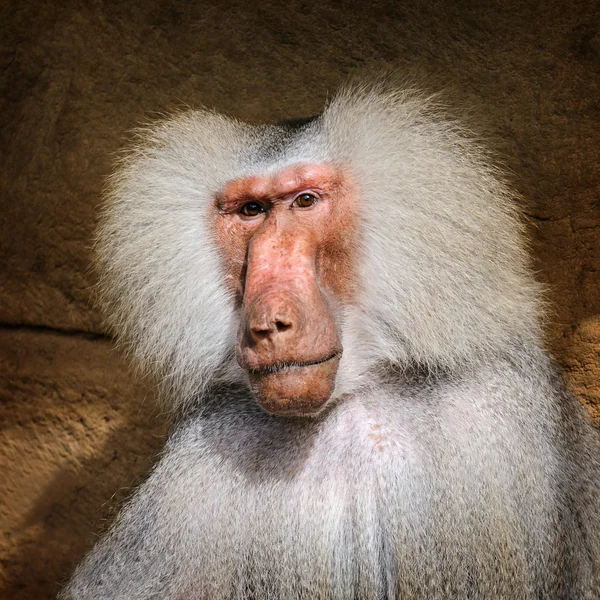 Portret van volwassen mannelijke hamadryas baviaan — Stockfoto