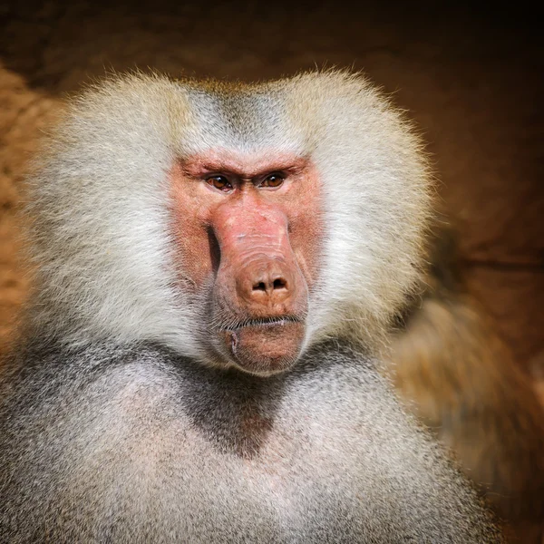 Porträtt av vuxna manliga hamadryas babian — Stockfoto