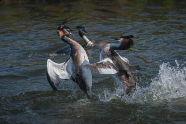 Üreme mevsiminde iki yetişkin yunus (Podiceps kristali) arasındaki bir dövüş