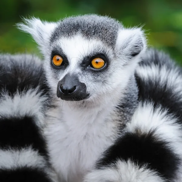 Retrato de lemur katta — Foto de Stock