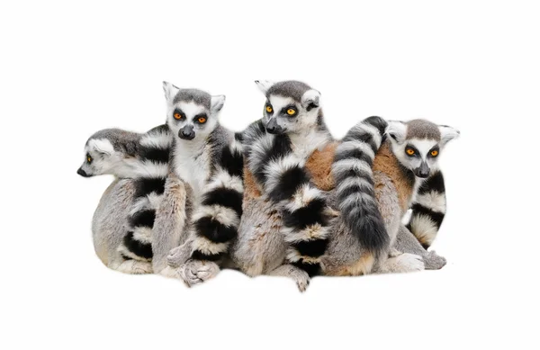 Lemurs katta no fundo branco — Fotografia de Stock