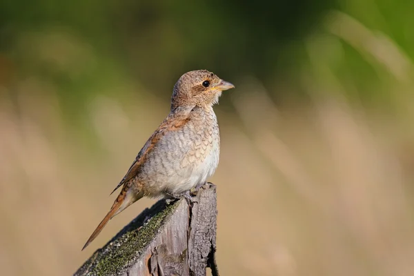Portrait of an young Red-backed Shrike  in the evening light, Ru — Stock Photo, Image