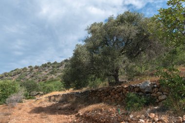 Girit 'in Lasithi Platosu' ndaki teraslı bir tarlada bir zeytin ağacı yetişiyor.