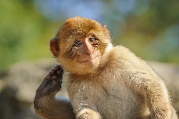 Un joven macaco berberisco arañándose —  Fotos de Stock