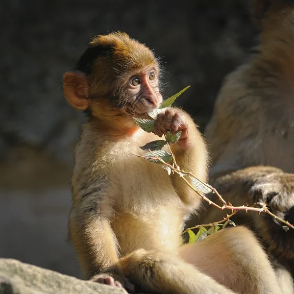 Retrato de un joven macaco berberisco masticando una rama con verde —  Fotos de Stock