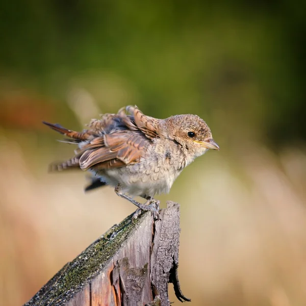 Ritratto di una giovane Shrike dalla schiena rossa — Foto Stock