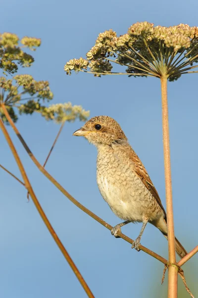 Portrait of an young Red-backed Shrike on the blue sky background — Stock Photo, Image