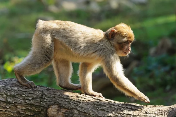 Macacos Barbary jovens vai ao longo de um tronco de árvore — Fotografia de Stock