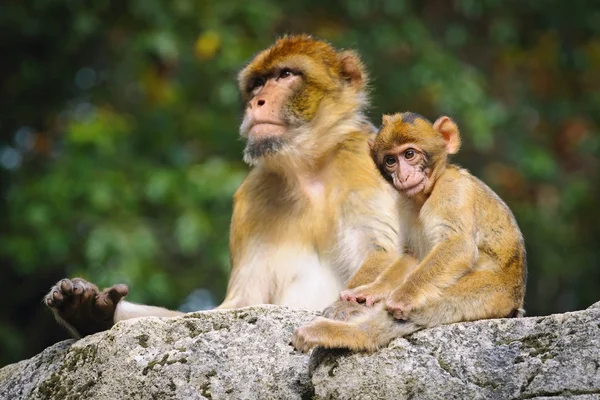 Joven macaco berberisco junto a una hembra adulta, Países Bajos —  Fotos de Stock