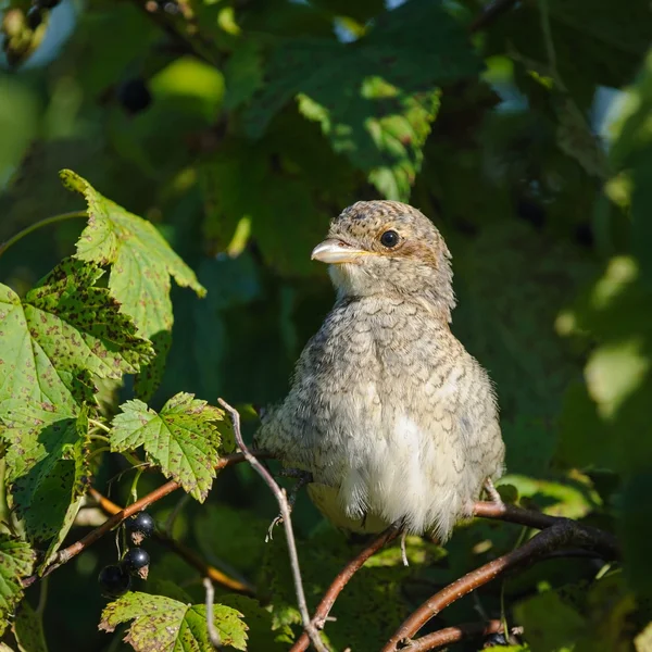 Portrait of an young red-backed shrike, Russia — Stock Photo, Image