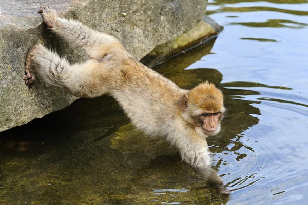 Young Barbary macaque takes food out of the water, The Netherlan — Stock Photo, Image