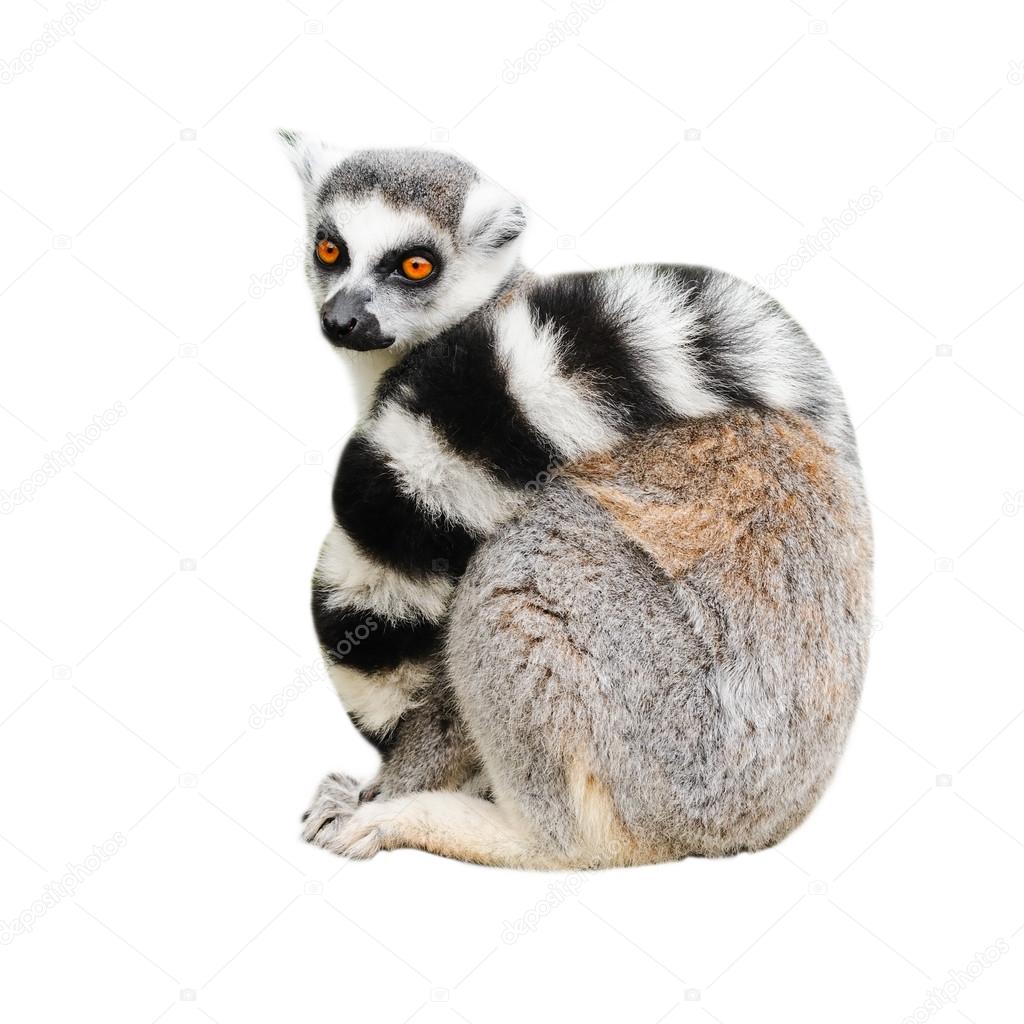 Portrait of adult lemur katta (Lemur catta)