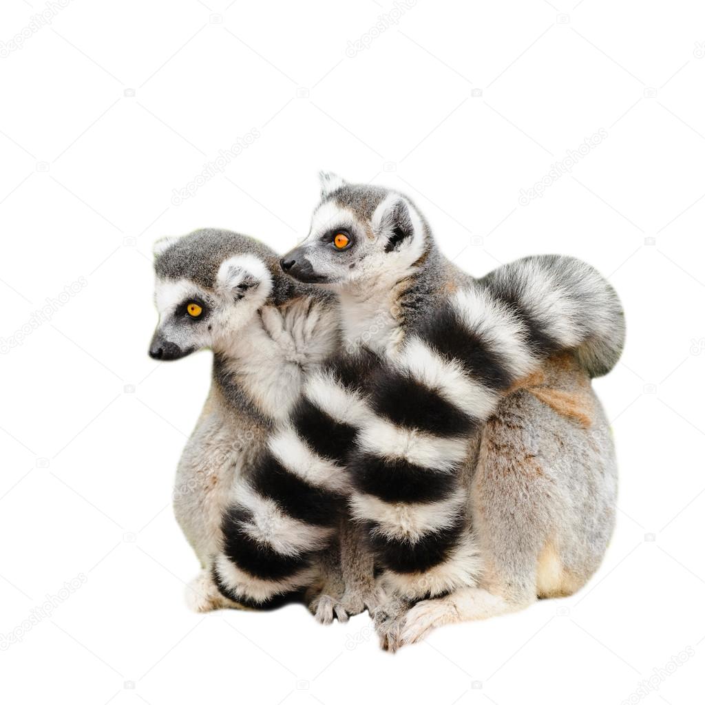 Portrait of two adult lemur katta (Lemur catta)