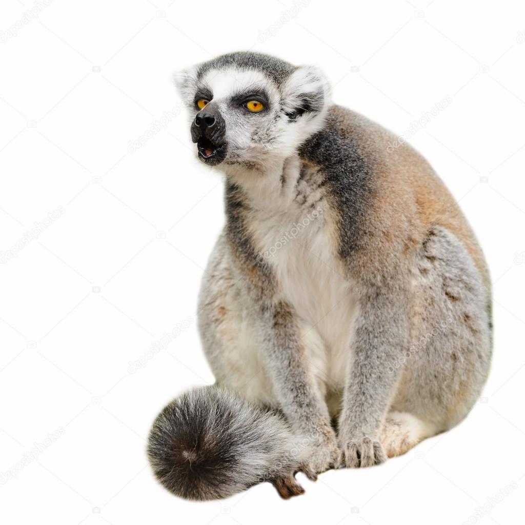 Portrait of the lemur katta (Lemur catta)