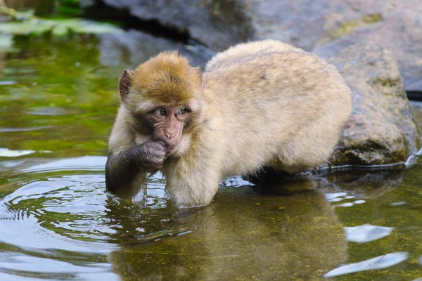 Portrait of young Barbary macaque — Stock Photo, Image