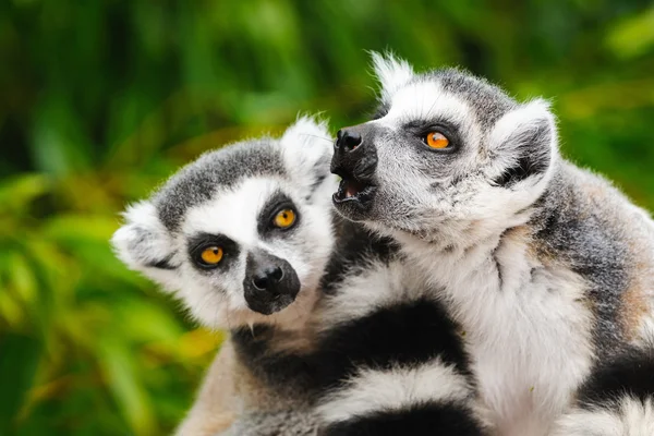 Retrato de dos lemures adultos katta (Lemur catta ) — Foto de Stock