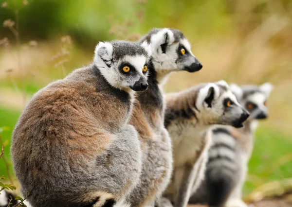 Retrato de grupo de lemur katta (Lemur catta ) — Fotografia de Stock