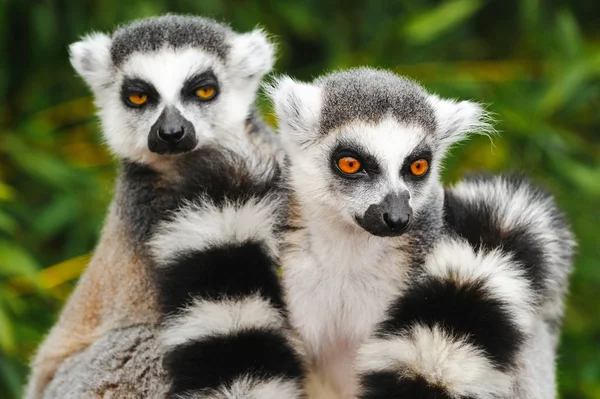 Porträtt av två vuxna lemur katta (Lemur catter) — Stockfoto