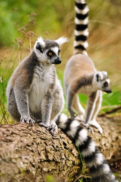 Retrato de lemur katta (Lemur catta) — Fotografia de Stock