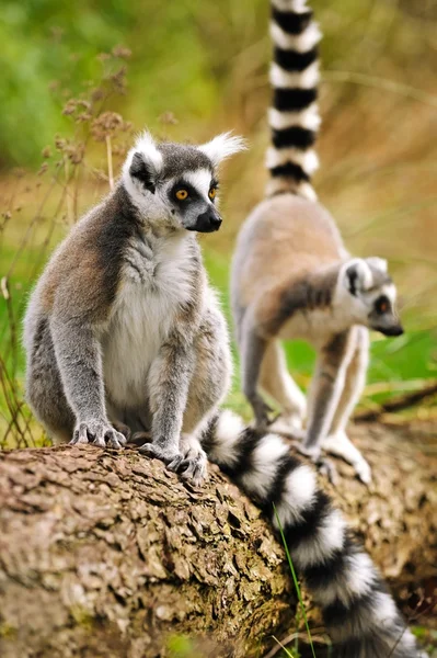 Lemur katta 'nın Portresi (Lemur catta)