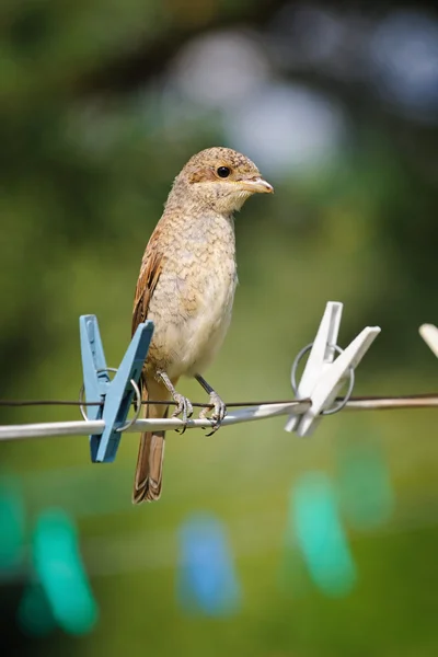 Ritratto di un giovane Shrike dal dorso rosso su un filo per asciugare i vestiti, Russia — Foto Stock