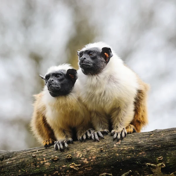 Portrait of two adult  pied tamarins — Stock Photo, Image