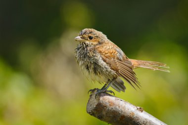 Banyo, Rusya sonra Kızıl sırtlı örümcek kuşu