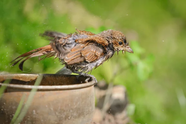 Shrike dalla schiena rossa si scuote dopo il bagno in un mestolo, Russia — Foto Stock