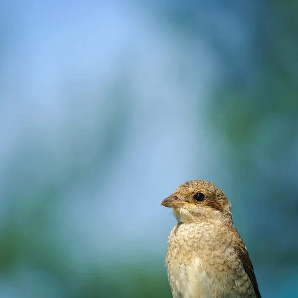 Portrait of an young red-backed shrike, Russia — Stock Photo, Image