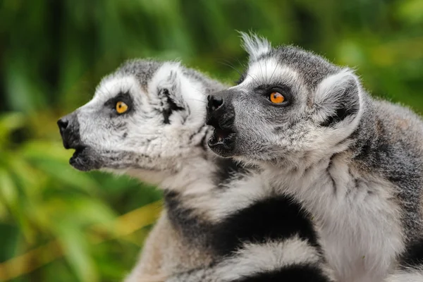 Lemurer katta (Lemur catter) kräver andra gruppmedlemmar — Stockfoto