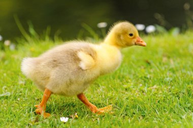 Çayır, Hollanda Gosling yürür