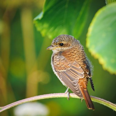 Bir genç Kızıl sırtlı örümcek kuşu, Rusya portresi