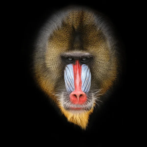 A felnőtt férfi mandrill portréja — Stock Fotó