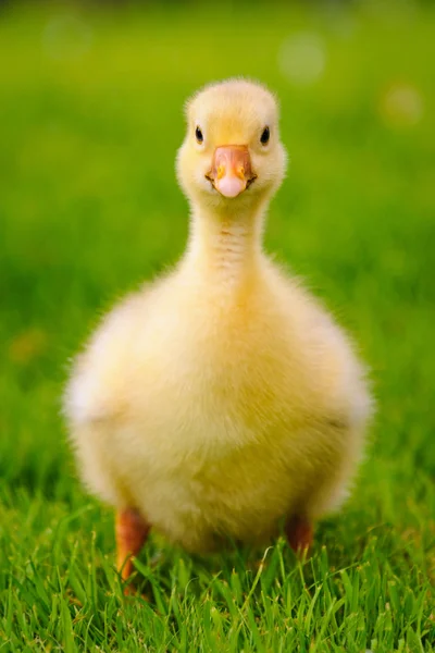 Portréja egy gosling réten, Hollandia — Stock Fotó