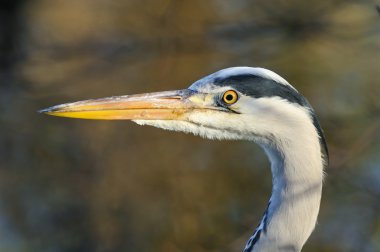 Yetişkin gri balıkçıl, Hollanda portresi