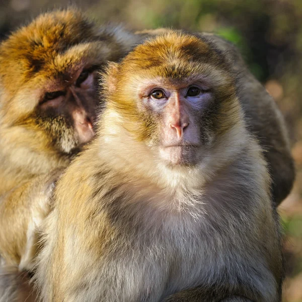 Retrato de macaco de berbería hembra adulta en el zoológico, Alemania —  Fotos de Stock