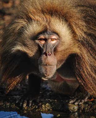 Portrait of gelada baboon at the zoo, Germany clipart