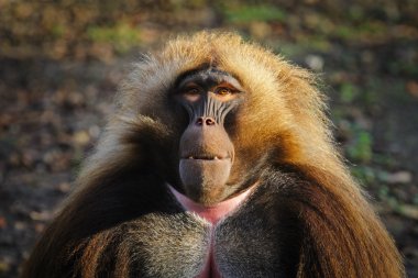 Portrait of gelada baboon at the zoo, Germany clipart