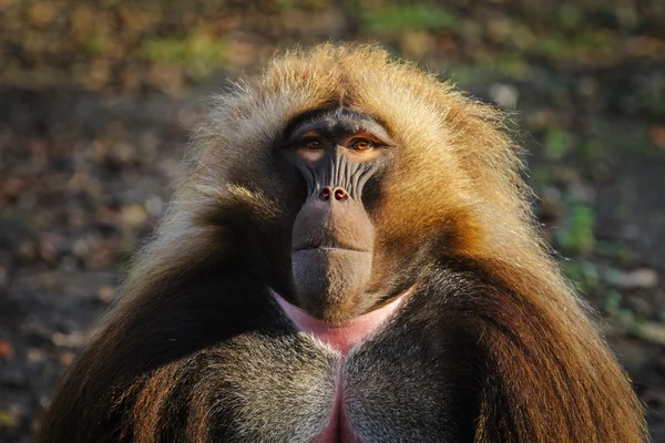 Retrato de babuino gelada en el zoológico, Alemania — Foto de Stock