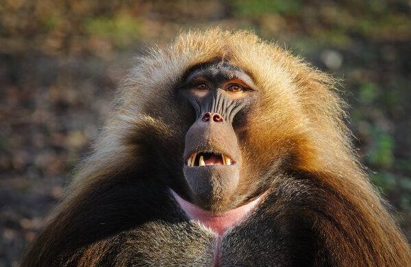 Портрет бабуина гелады в зоопарке, Германия
