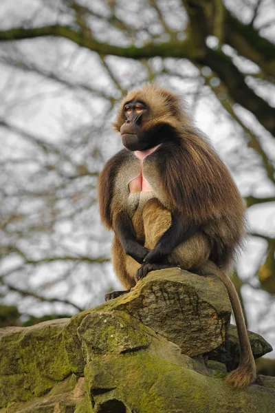 Retrato del mandril de gelada macho adulto, Alemania —  Fotos de Stock